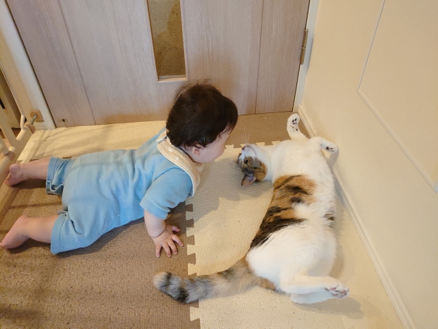 赤ちゃんと猫