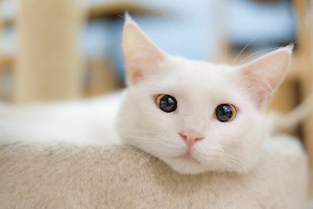 猫カフェのイメージ