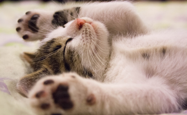 猫カフェイメージ画像07