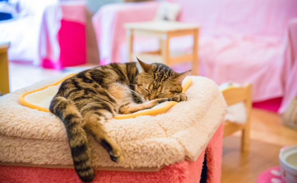 猫カフェイメージ画像09