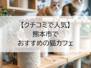 熊本市でおすすめの猫カフェ