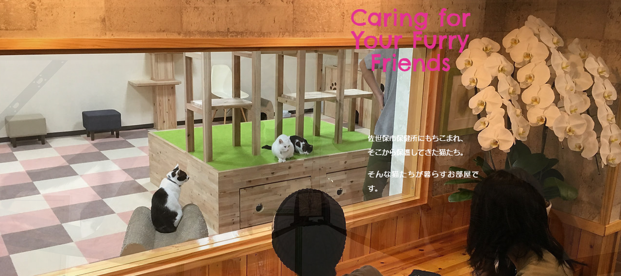 カフェニャンコプラス