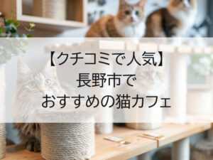 長野市でおすすめの猫カフェ