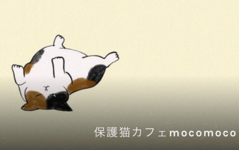 保護猫カフェmoco moco